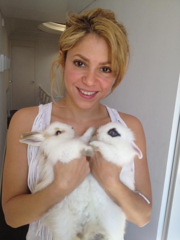 CelebrityPets Whenever, wherever, Shakira's bunnies are meant to be  together. | Shakira, Pets, Celebs