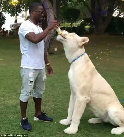 TH? Kevin Hart plays with really big cats in Dubai (photos)