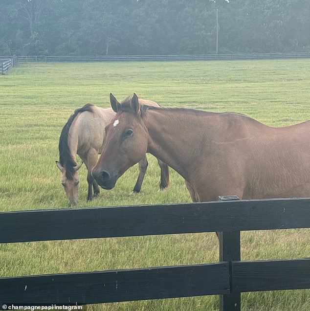 For those who don't like gas-powered engine, they can still enjoy a need for speed by hopping on one of the horses living at the ranch